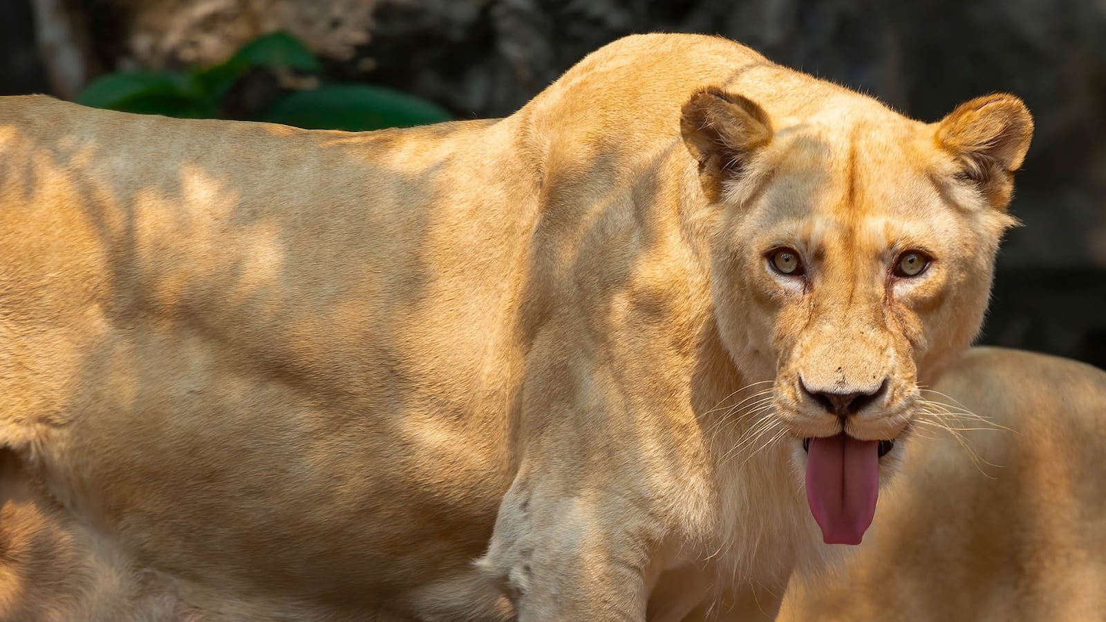 Lions kept in captivity in Thailand