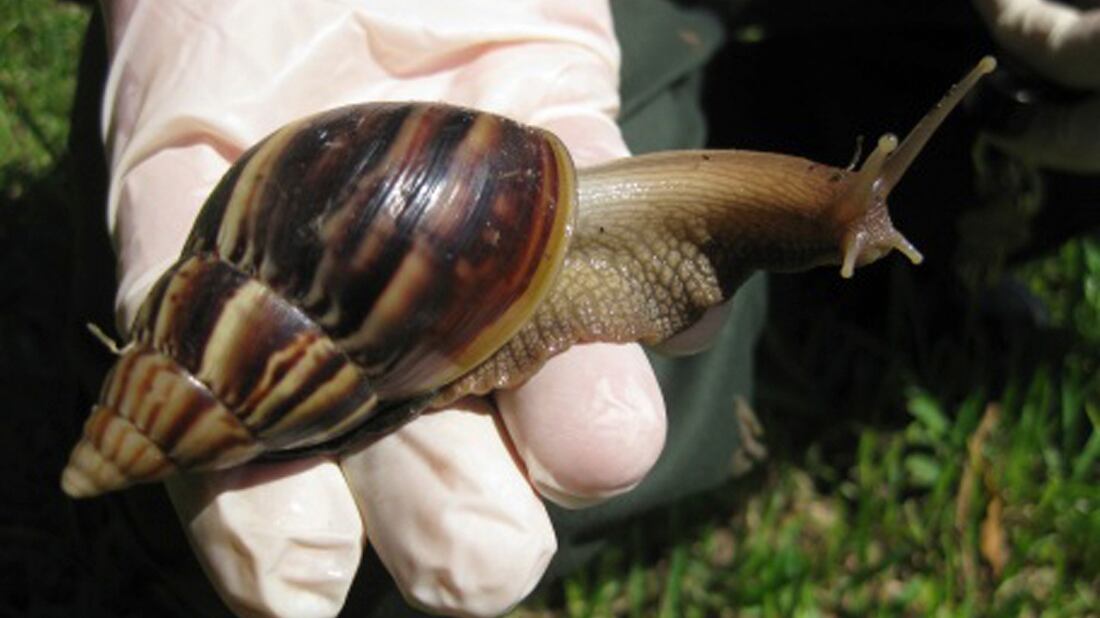 Giant African land snail