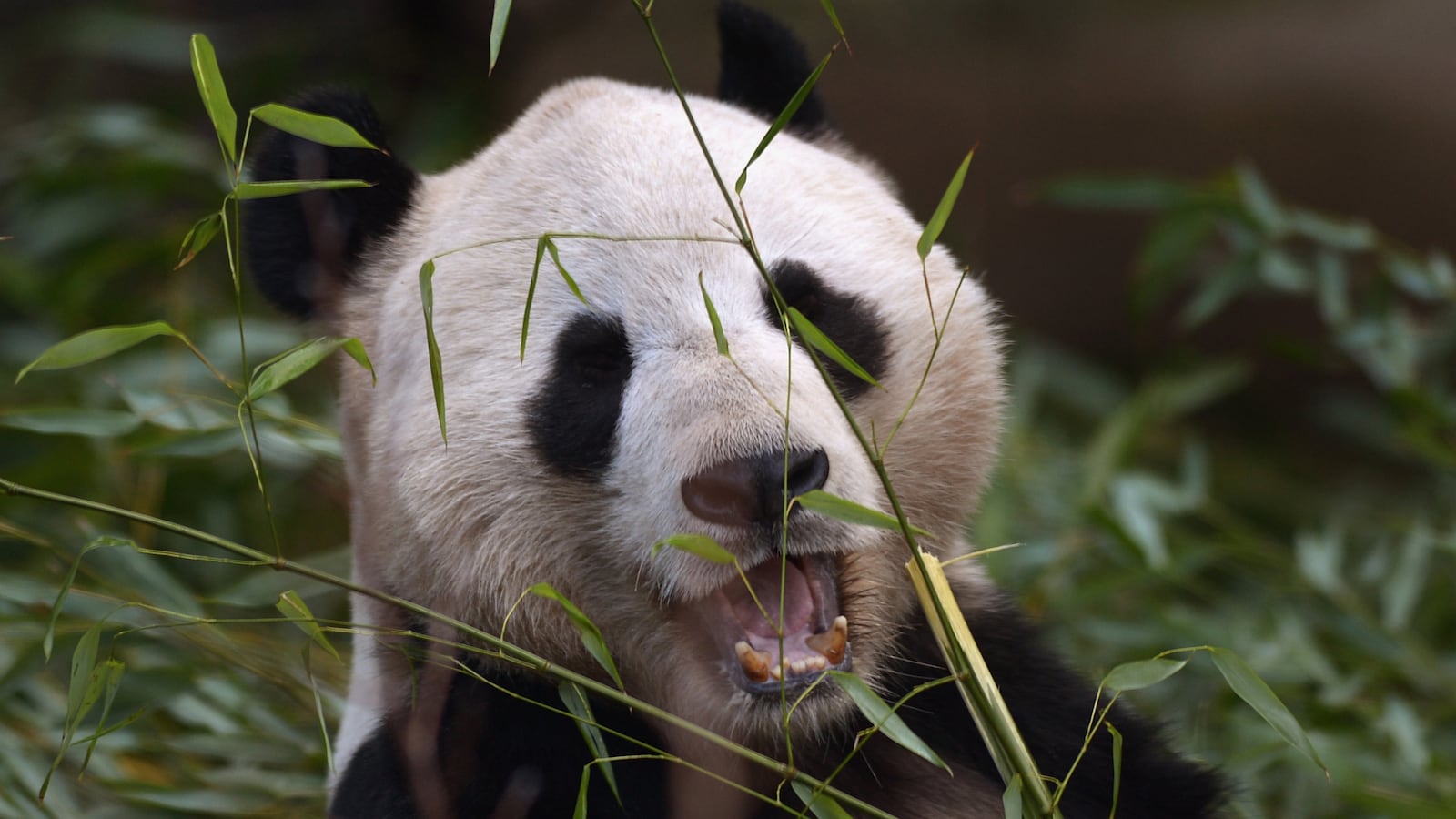 cheats/2013/03/14/panda-porn-boosts-bears-libido/130314-panda-porn-mood-cheat_ybmioi