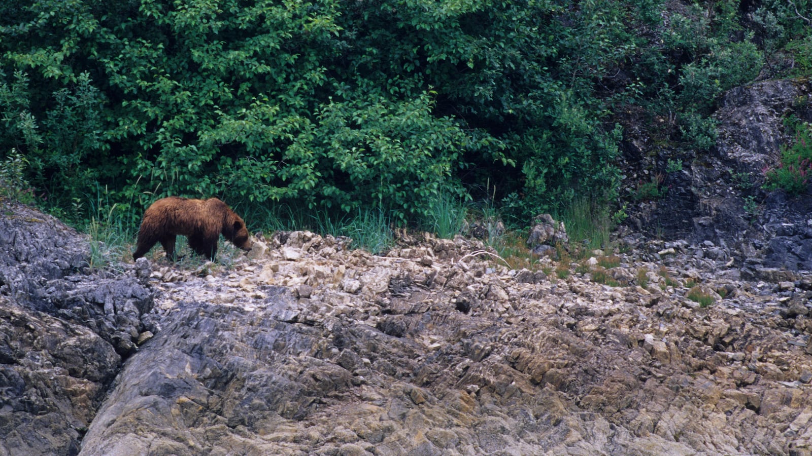 ALASKA, UNITED STATES - 2003/01/01: USA, Alaska, Glacier Bay National Park, Brown Bear On Shore. (Photo by Wolfgang Kaehler/LightRocket via Getty Images)