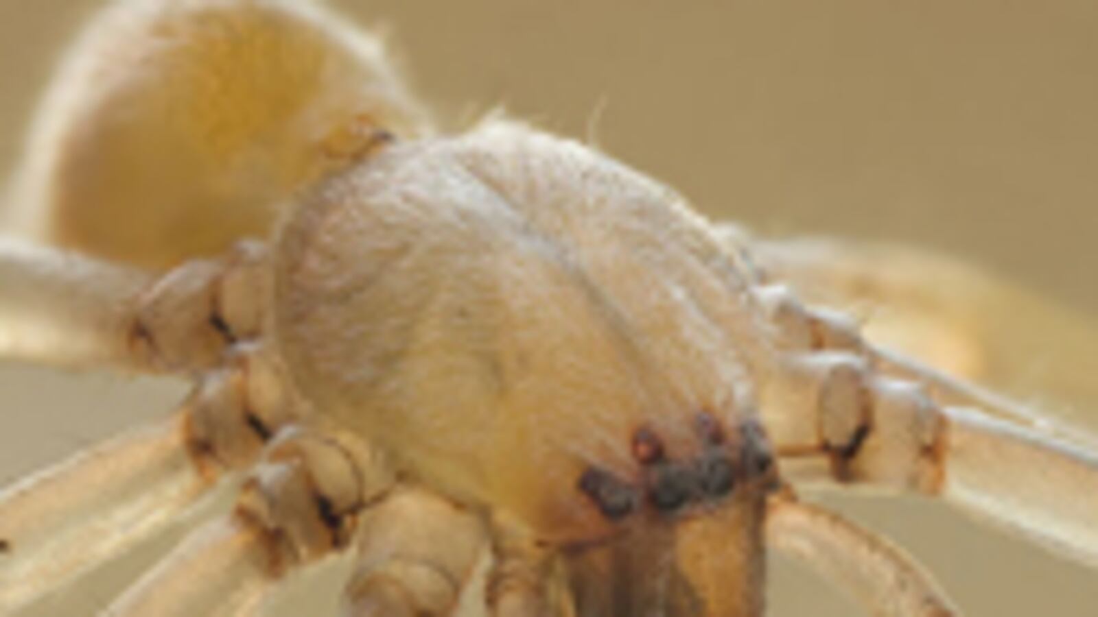 cheats/2011/03/04/mazda-recalls-cars-because-of-spider/mazda-recall-spiders_rorizb