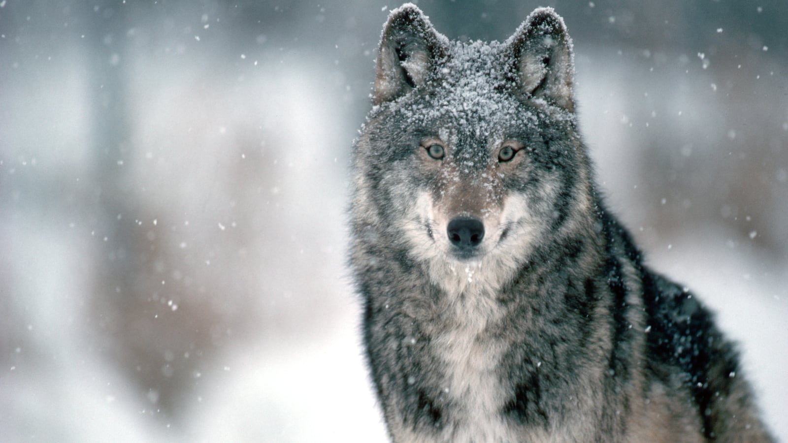 GettyImages-523648456_ty80v5