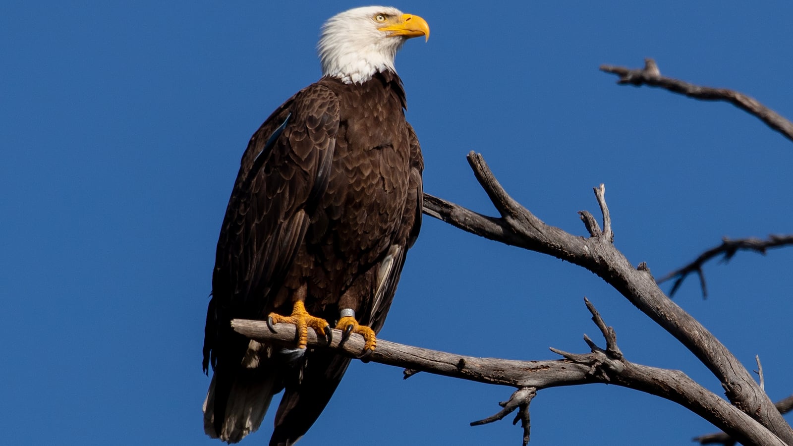 While the male bald eagle is out hunting for food, a tagged female parent bald eagle keeps a watchful eye out for predators on a branch above its nest containing two juvenile eagles in April in north Orange County.