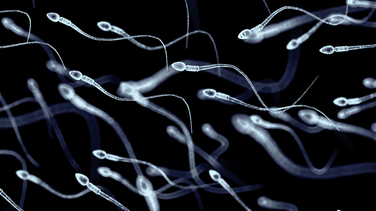 200409-coronavirus-sperm-tease_bhdrob