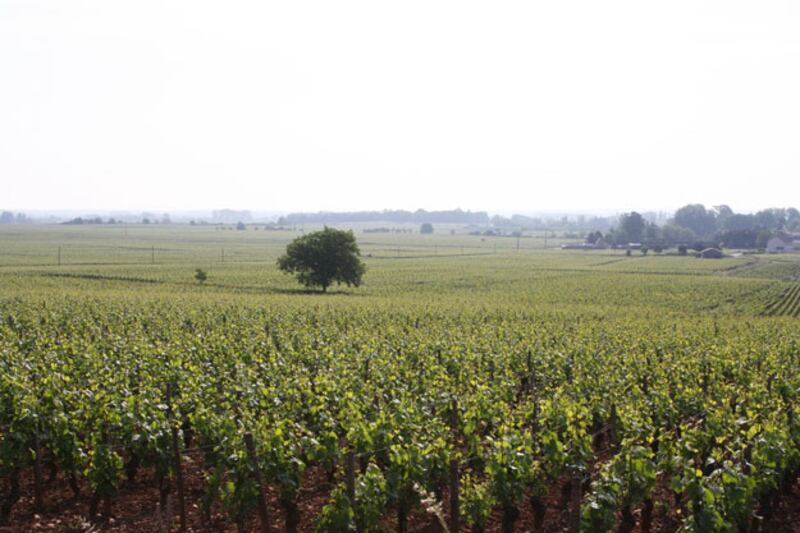 galleries/2010/06/25/summer-food-burgundy/summer-food-series-2---6_akzk8a