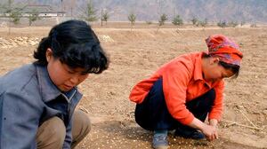 cheats/2010/03/25/famine-rocks-north-korea/north-korea-5_pjfc8i