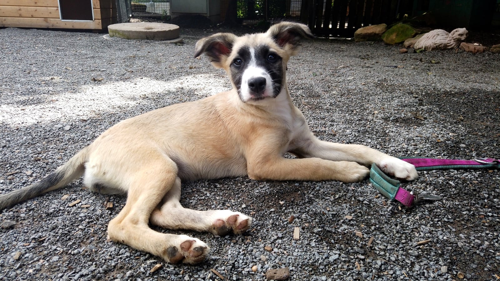 2021-07-07T152234Z_862470256_RC2NFO9BXVOW_RTRMADP_3_HEALTH-CORONAVIRUS-GERMANY-PETS_wd0lpw