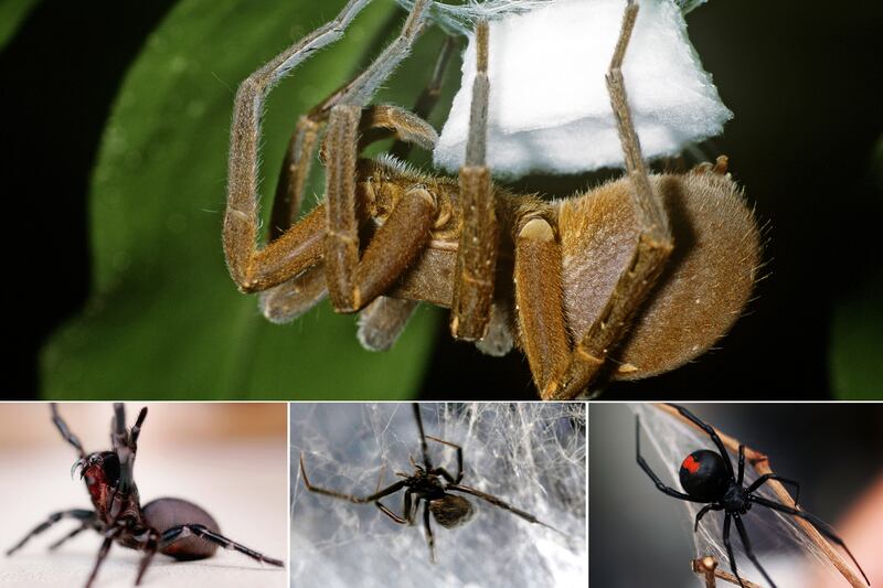 galleries/2013/05/04/five-of-the-world-s-deadliest-spiders-photos/130503-spiders_hmhopb