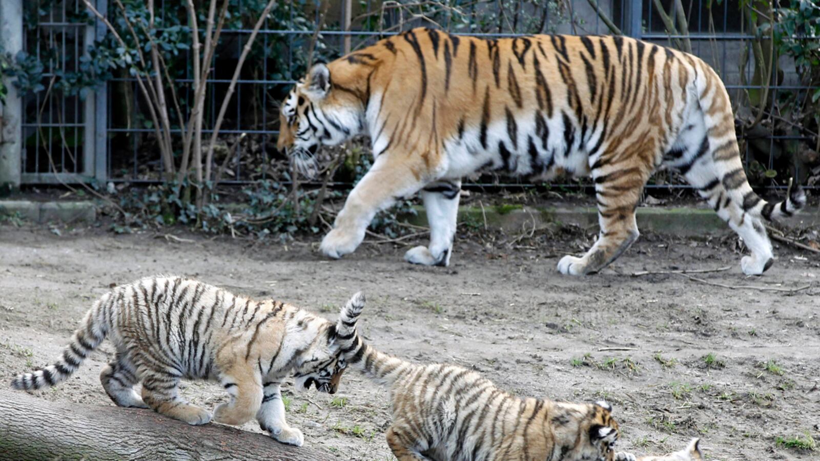 cheats/2012/08/25/tiger-escapes-german-zoo/cologne-zoo-tigers-cheat_uwmrci