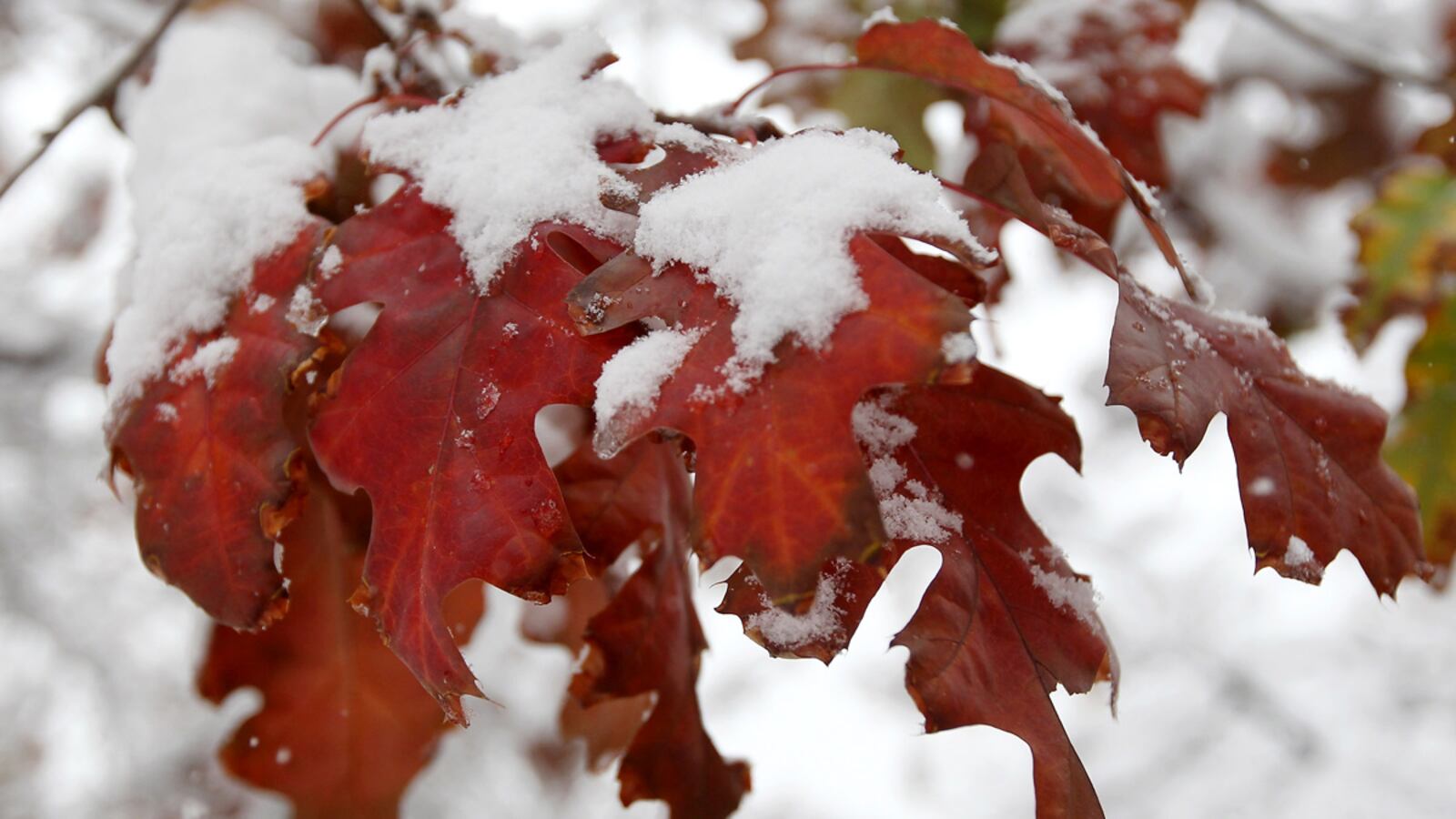 cheats/2011/10/28/snow-storm-forecast-for-northeast/snow-october-cheat_nuntcn