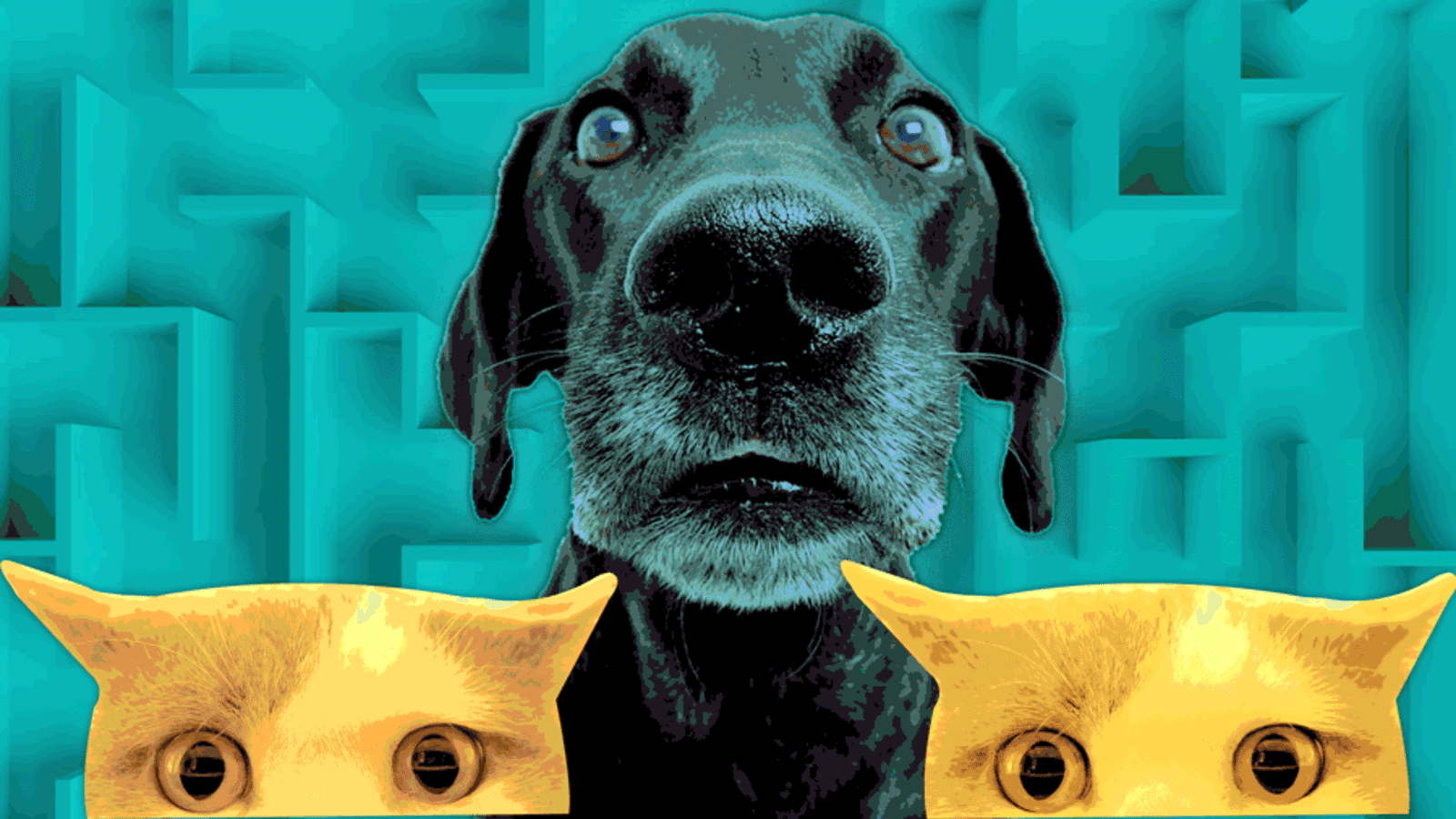 A180119-Watts-Mice-dogs-cats-hero_qbmtpq