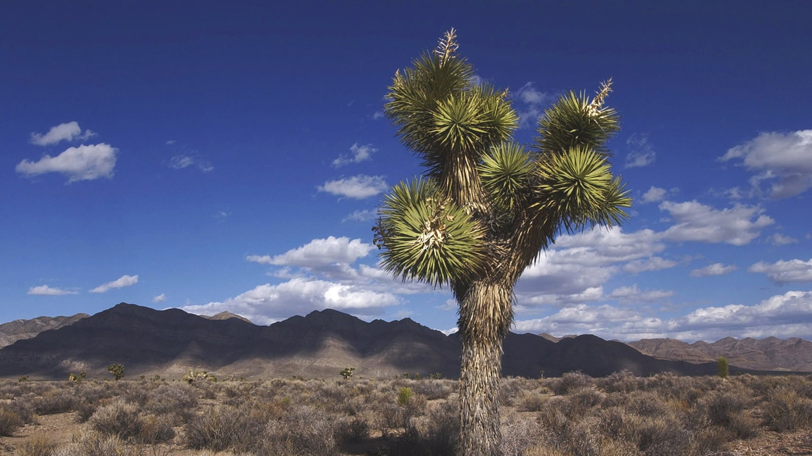 cheats/2013/08/16/cia-admits-to-secret-area-51/130816-area-51-cheat_dvgqwv