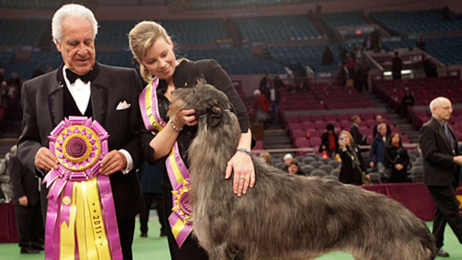 cheats/2011/02/15/scottish-deerhound-named-best-in-show/westminster-winner---scottish-doghound_nfhsao
