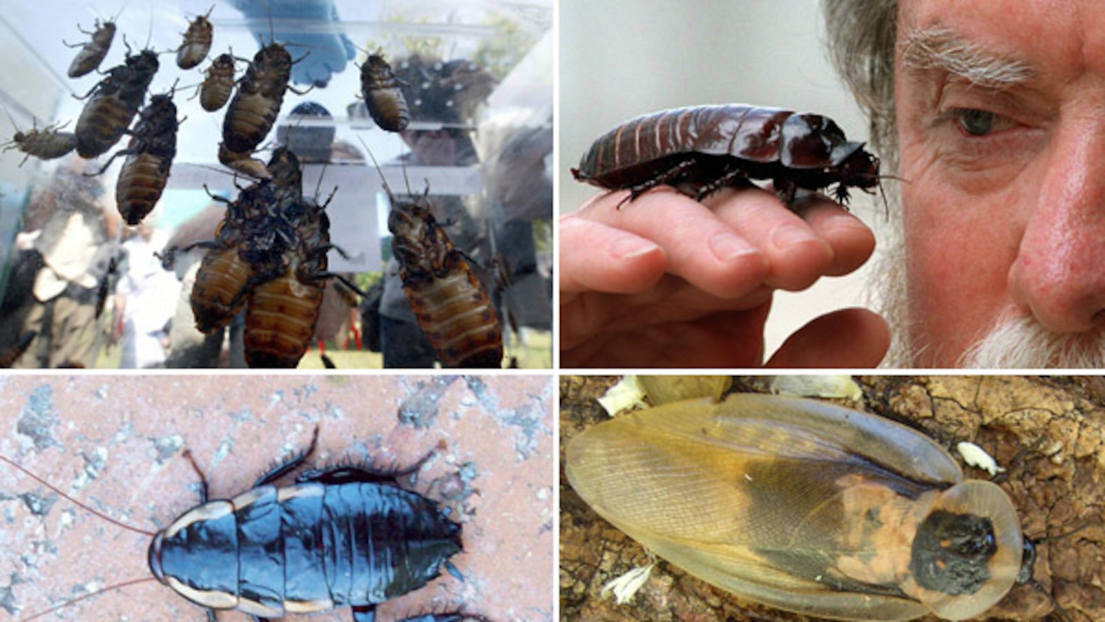 galleries/2012/07/12/the-scariest-cockroaches-on-earth-giant-burrowing-more-photos/giant-roaches-teaser_uhnm8m
