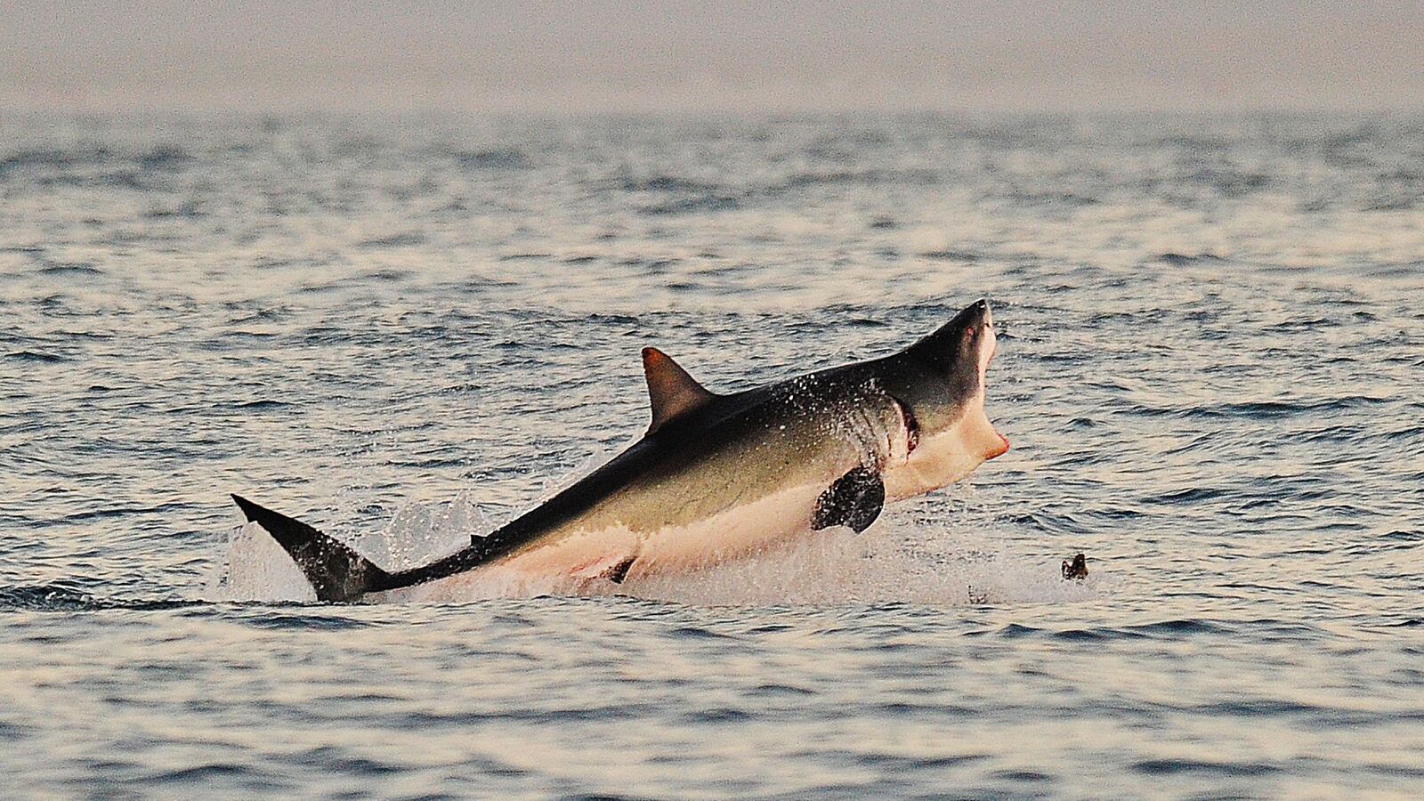 articles/2015/09/22/diver-instagrams-shark-attack-aftermath/20150922-sharkattack-joiner_aj7occ