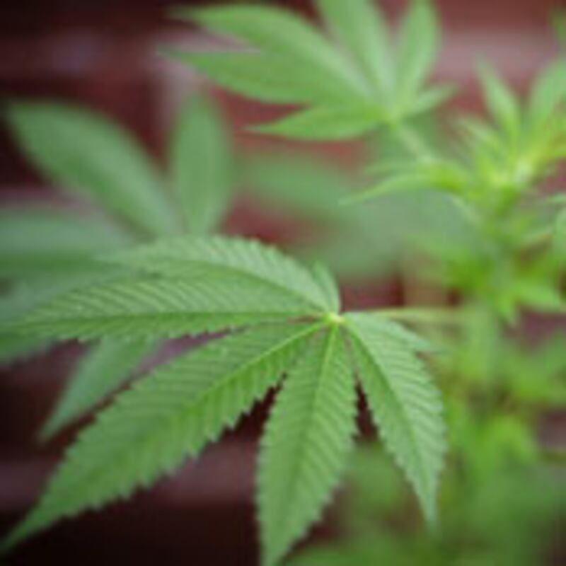 articles/2009/07/27/californias-reefer-madness/mathews-pot_39661_hxnxxq