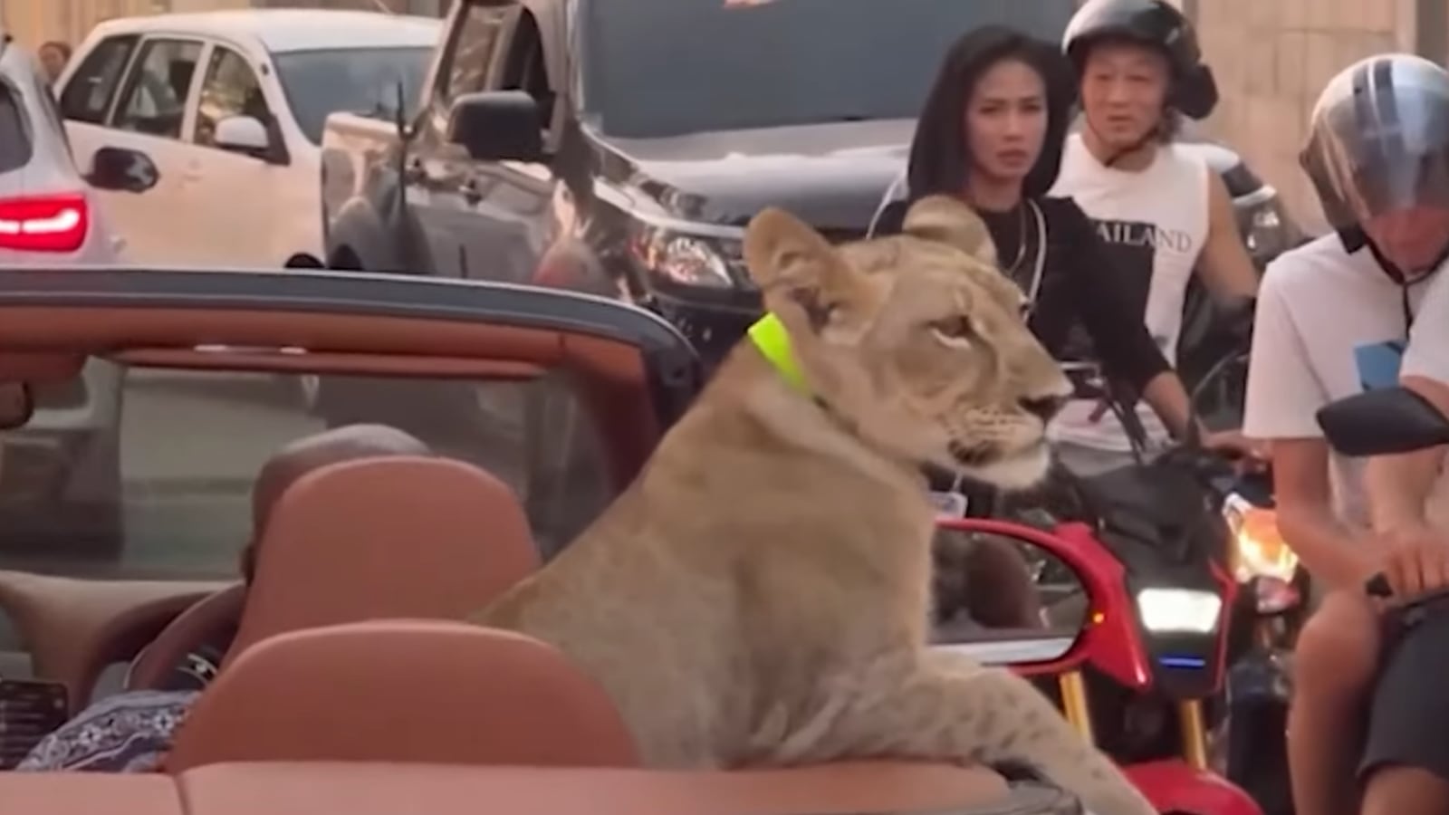 A woman has been arrested in Thailand after her pet lion was seen riding in the back of a convertible Bentley in traffic.