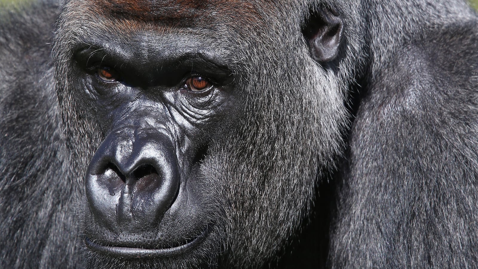 cheats/2013/09/27/gorilla-to-get-therapy-for-hating-on-females/130926-cheat-brand-dallaszoo_uts1an