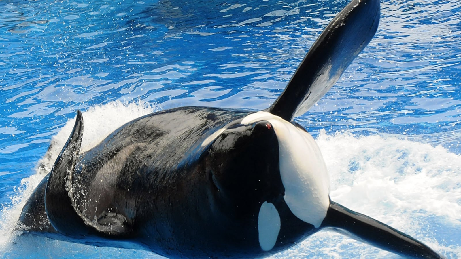 cheats/2012/12/28/seaworld-entertainment-plans-ipo/seaworld-ipo-blackstone-cheat_sa3oew