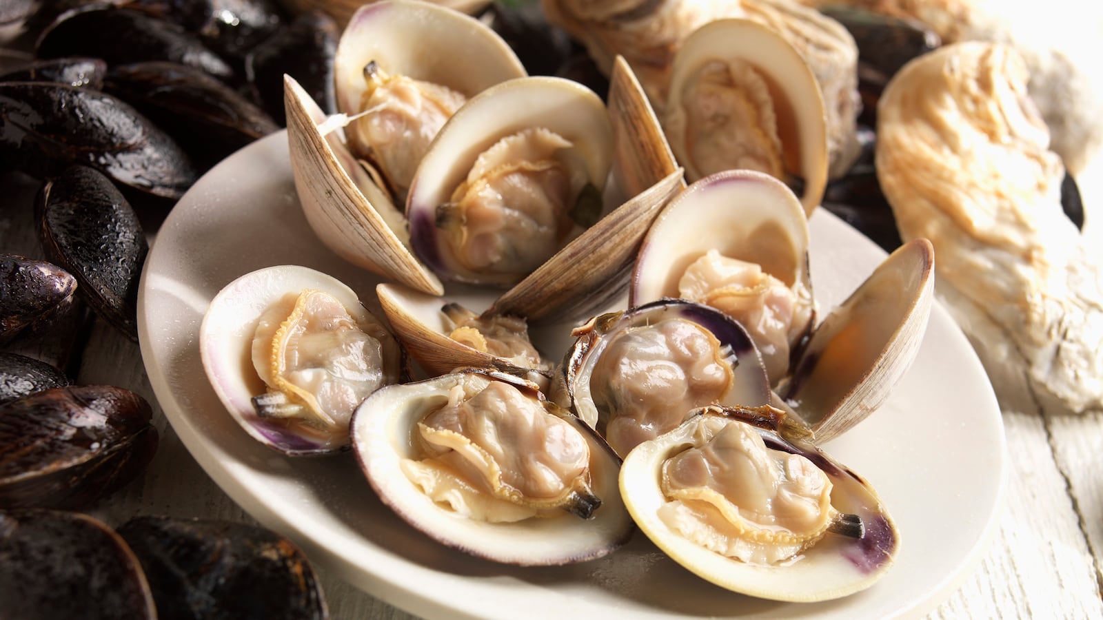 180830-mimi-clams-tease_x7m6nr