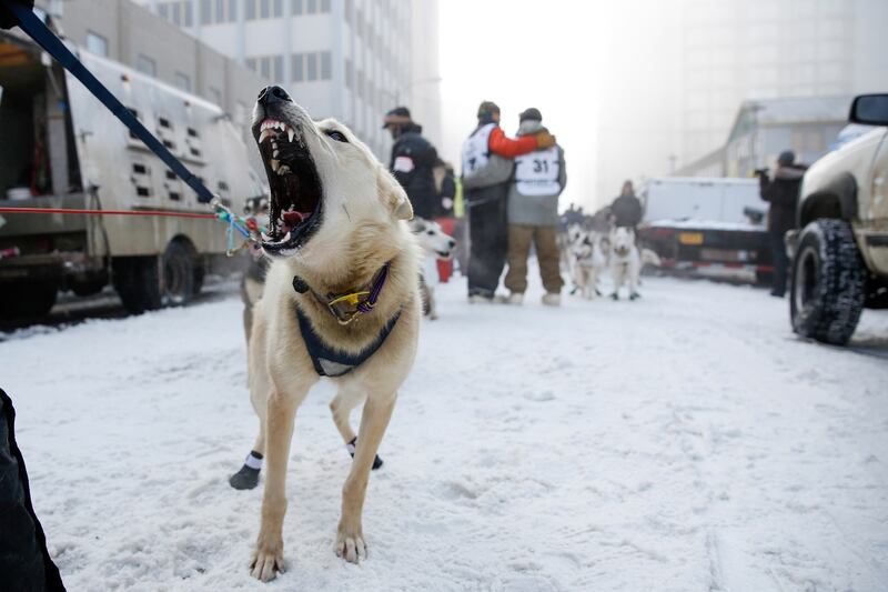 galleries/2014/03/06/gather-the-dogs-it-s-time-to-mush-iditarod-in-full-swing-photos/140306-iditarod-race7_nc1gpt