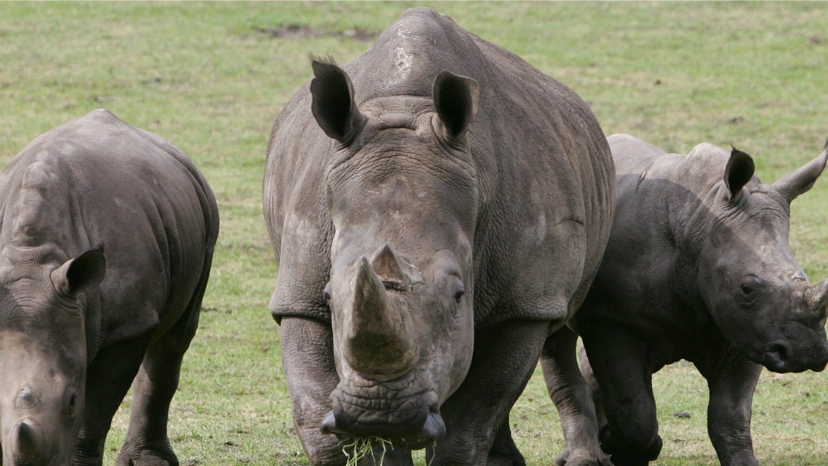 articles/2012/02/28/who-you-calling-a-rino/rino-pack_kmkzq2