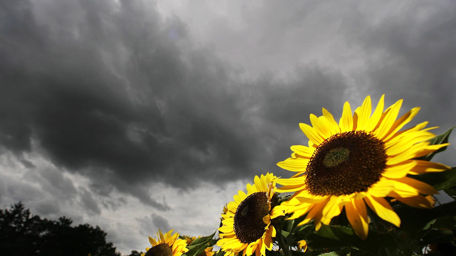 articles/2013/05/26/kickstarter-projects-raises-funds-to-develop-plants-that-glow-in-the-dark/130524-glow-in-dark-plants-green-tease_ps2gzb