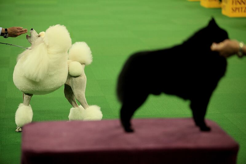 galleries/2014/02/12/westminster-parade-of-purebreds-photos/westminster-gal-05_nz89ri