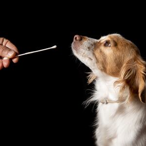 Dog getting a COVID rapid test