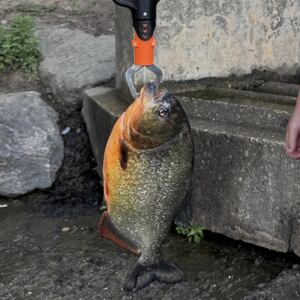 Young boy catches a piranha while fishing