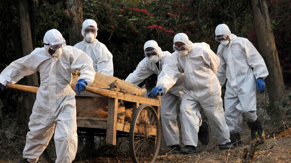 cheats/2012/01/20/scientists-halt-bird-flu-research/bird-flu-research-cs_vv8fgy