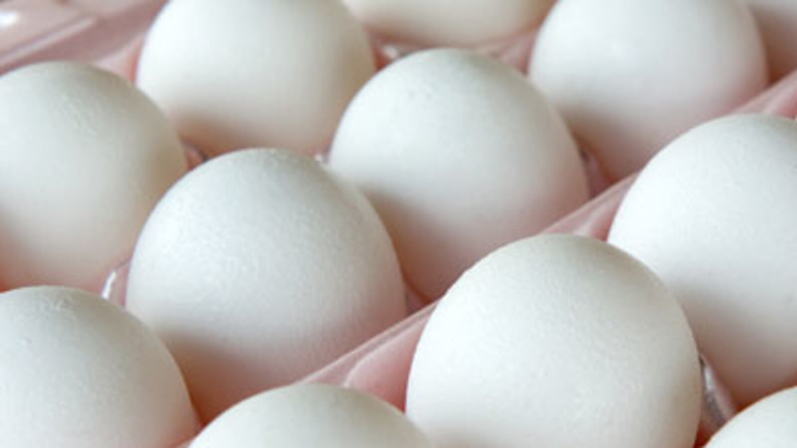 cheats/2010/08/19/salmonella-cases-expected-to-rise/salmonella-news-cheat_nfvaem