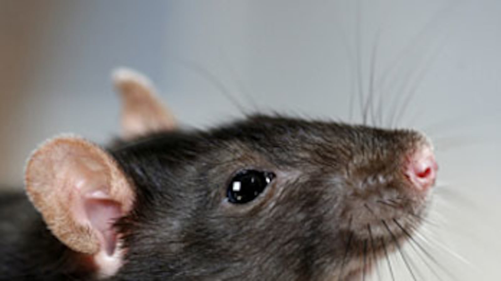 cheats/2009/05/16/consider-the-rat/rat_yx7tu6