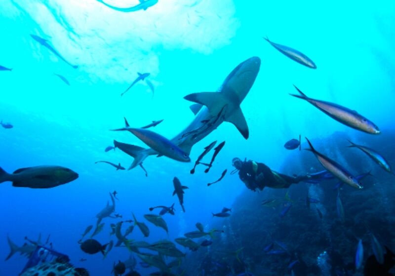 galleries/2011/05/31/10-most-outrageous-high-school-summer-programs/expensive-summer-camps---fiji_uzt7p0