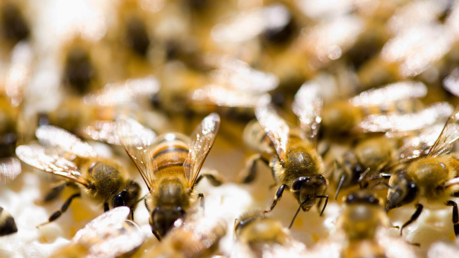 cheats/2013/07/26/study-fungicide-cocktail-may-be-killing-bees/bee-sting-mega-millions-chances_wscsf3