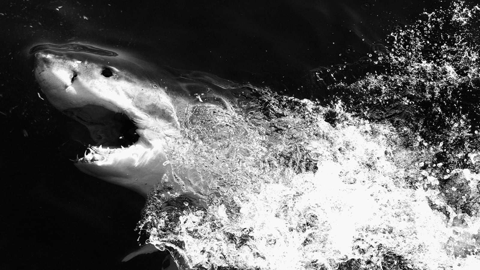 articles/2011/06/16/sharks-are-scary-but-not-that-dangerous/Eilperin-sharks_gk7h4h