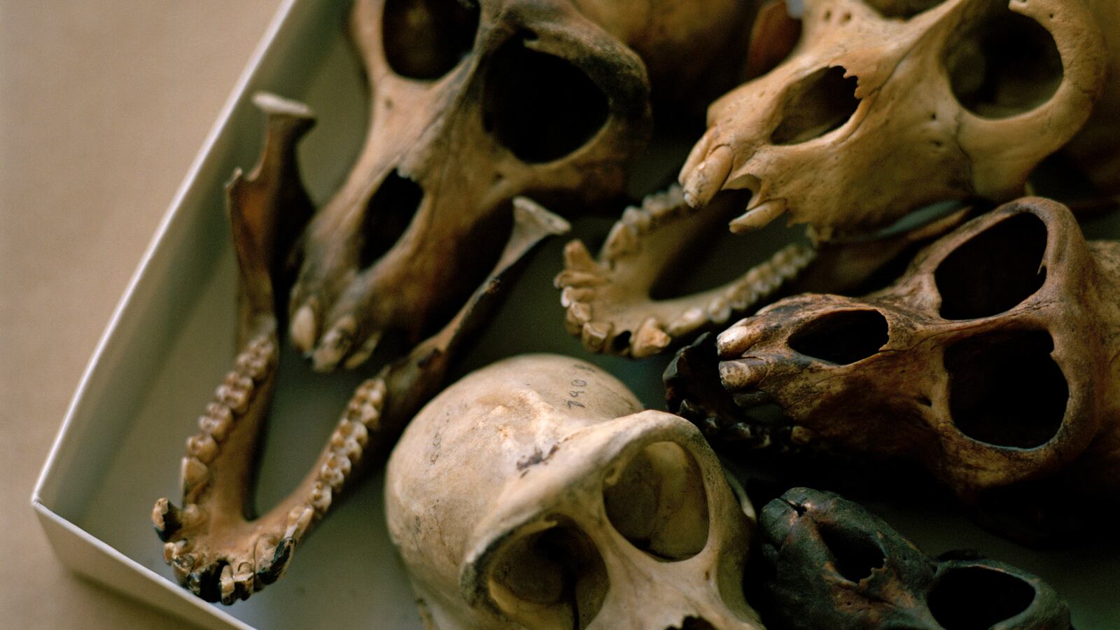 articles/2014/09/05/america-s-anti-poaching-private-eyes/140905-dickson-wildlife-forensics-tease_dcwaiy