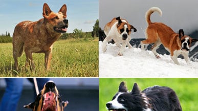 articles/2010/11/03/most-dangerous-dog-breeds/dangerous-dogs_137302_o3cetj