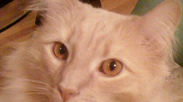 cheats/2011/09/01/pet-detective-searches-for-jack-the-cat/jack-the-cat-cs_lr2fyq