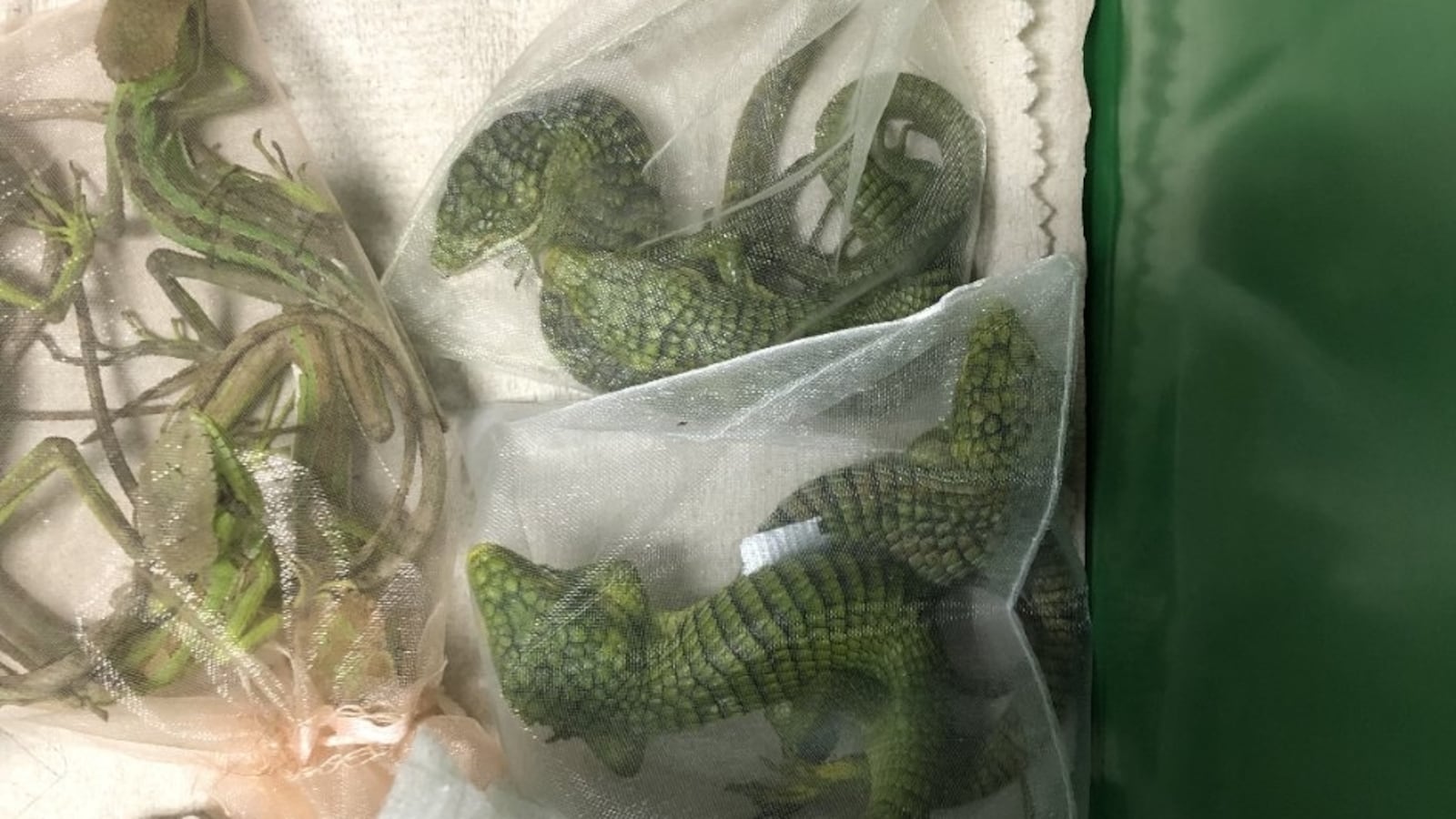 Fa9T7VLX0AAdL1f_fnupes