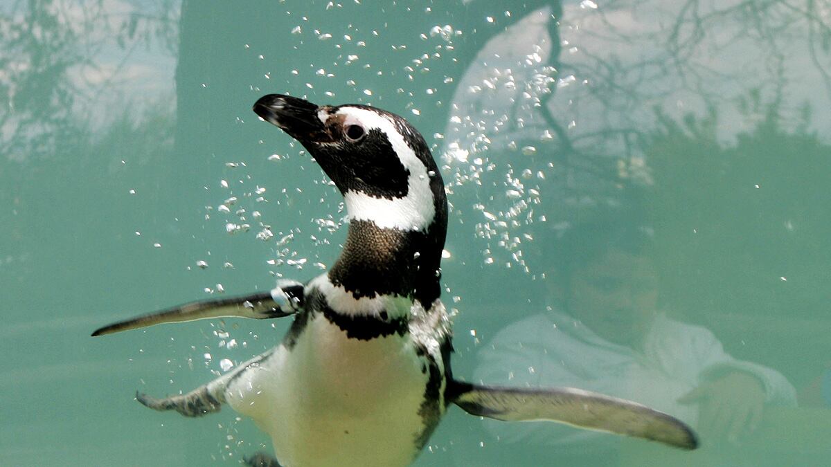 cheats/2012/03/05/tokyo-searches-for-escaped-penguin/humboldt_penguin-cheat_zwn27g