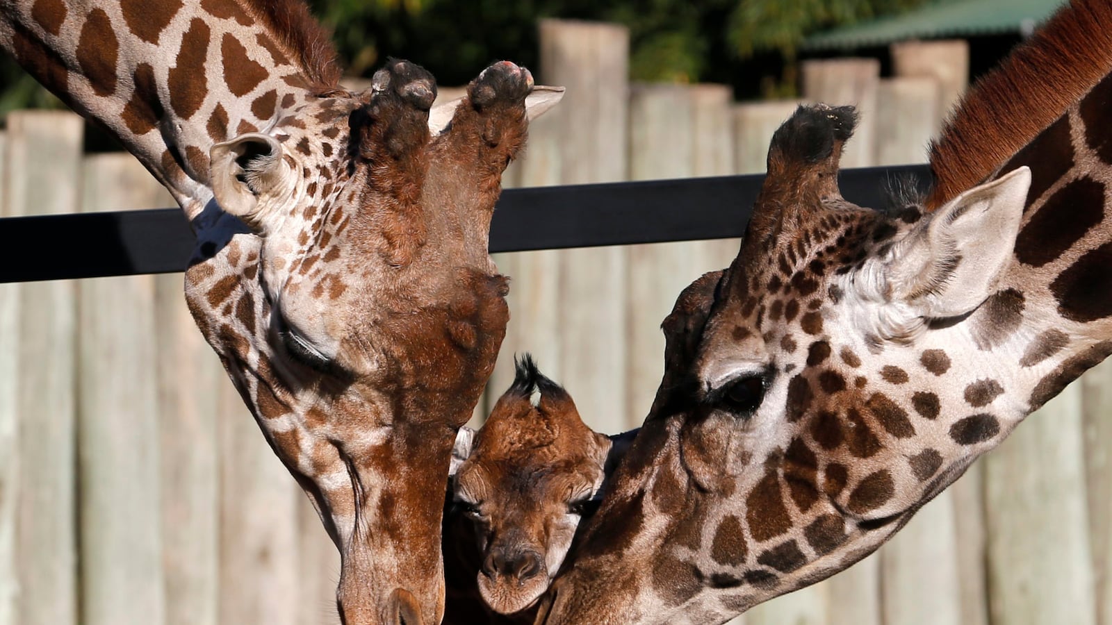 galleries/2013/07/20/week-in-photos-july-20-2013/130719-week-photo16-tease_tygd1g