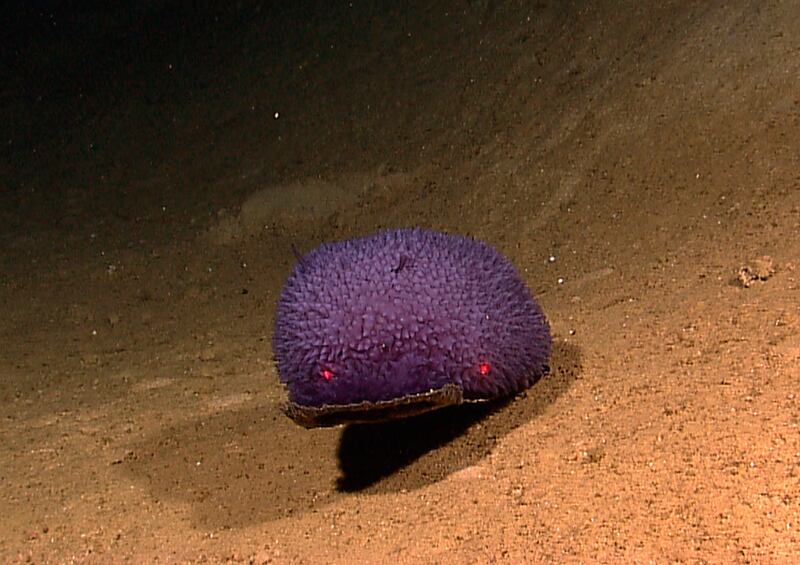 galleries/2010/08/26/cool-underwater-creatures/undewater-creatures-4_osmrcr