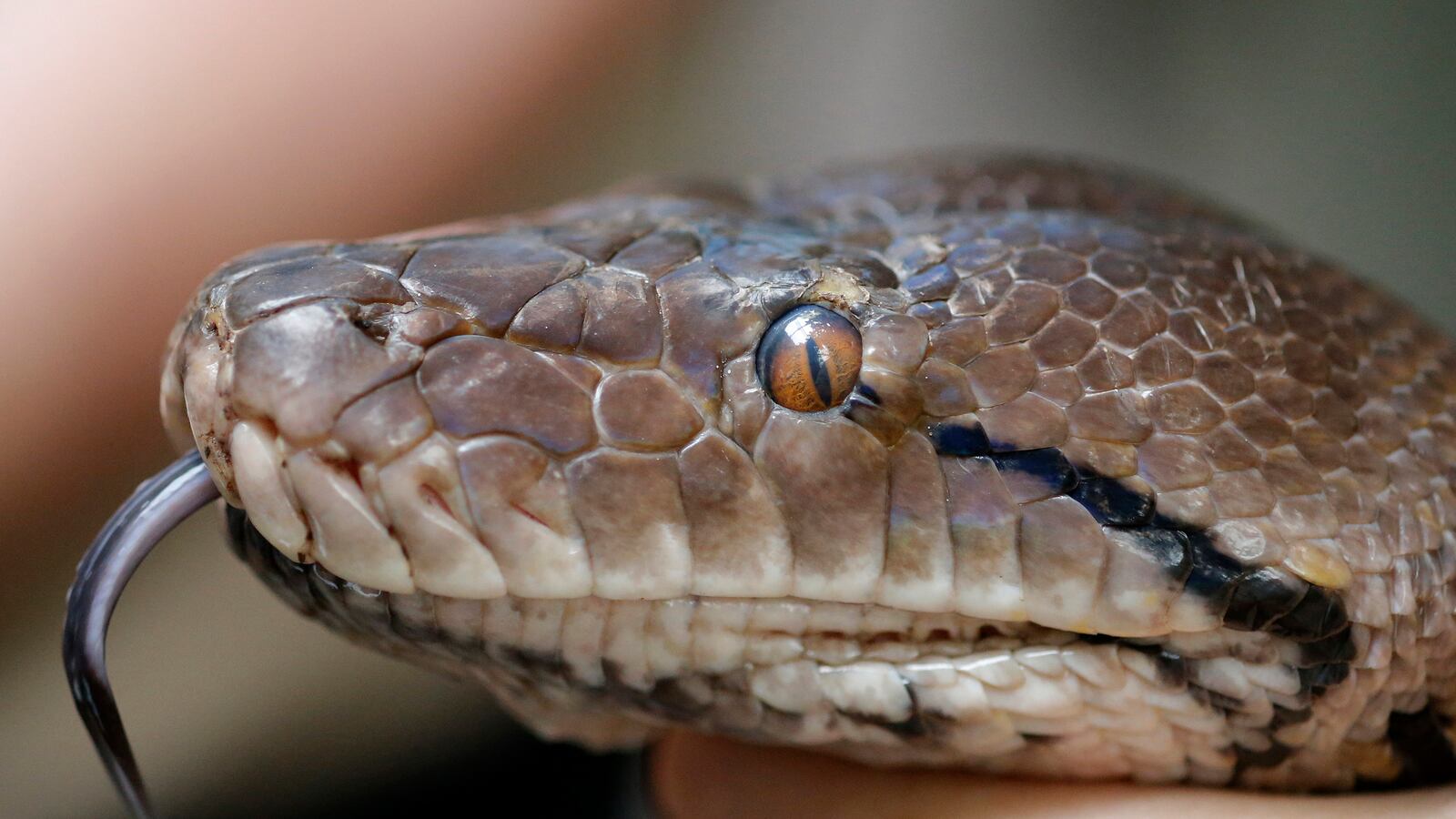 cheats/2014/01/29/400-pythons-found-in-home/140129-python-cheat_zsdrkc