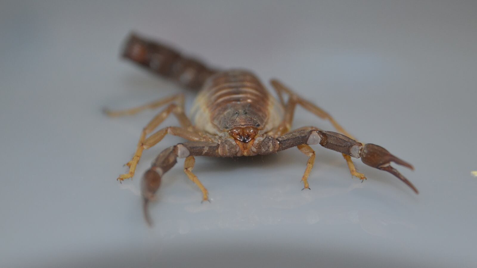 A view of a Scorpian.