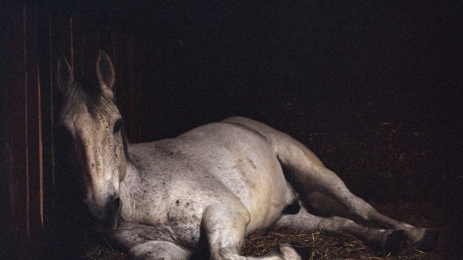 articles/2013/02/27/charlotte-dumas-at-julie-saul-is-the-daily-pic-by-blake-gopnik/dumas-daily-pic_fbsuy0