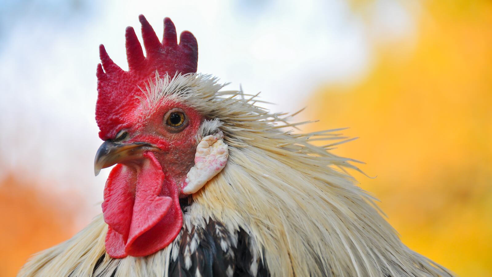 articles/2016/07/16/the-problem-with-staying-woke-the-last-dawn-of-the-whidbey-roosters/160715-dexter-nale-rooster-tease_aj3suv