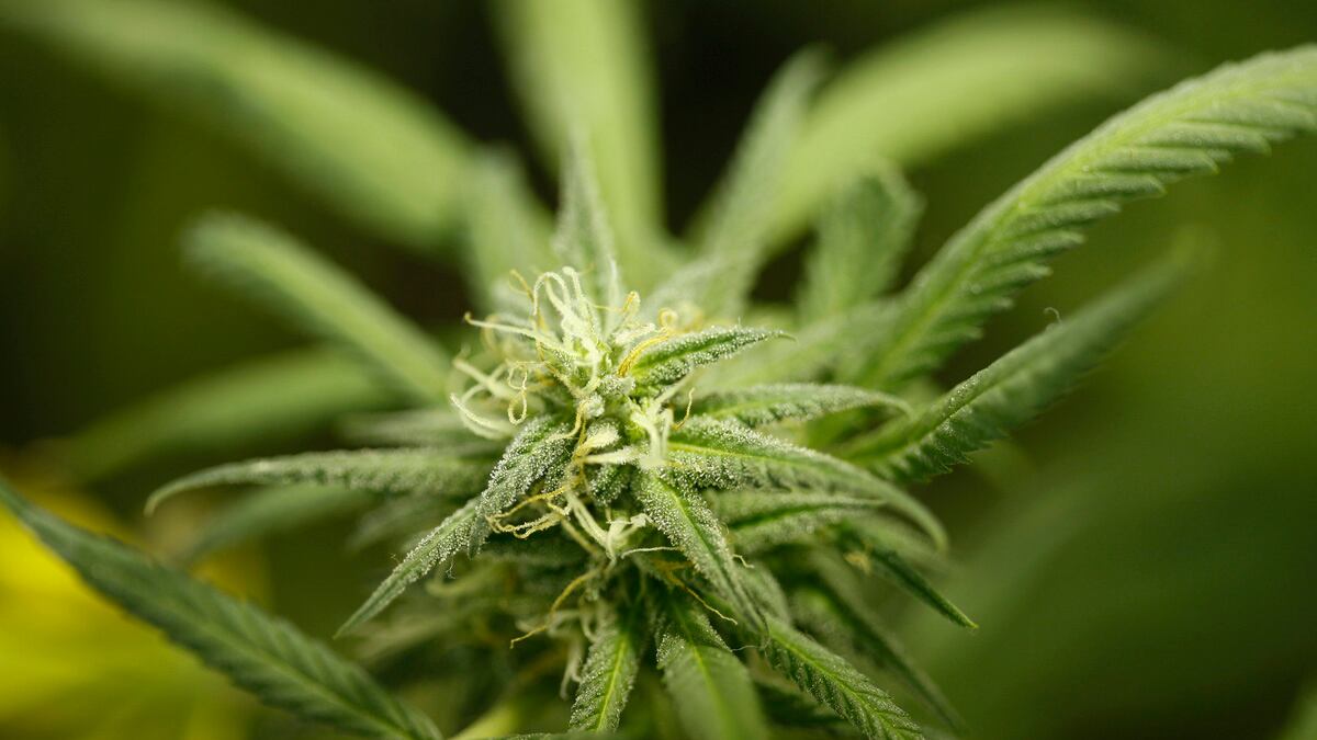 articles/2012/09/27/inside-obama-s-war-on-weed/medical-marijuana-dealer-ross_bngwtt