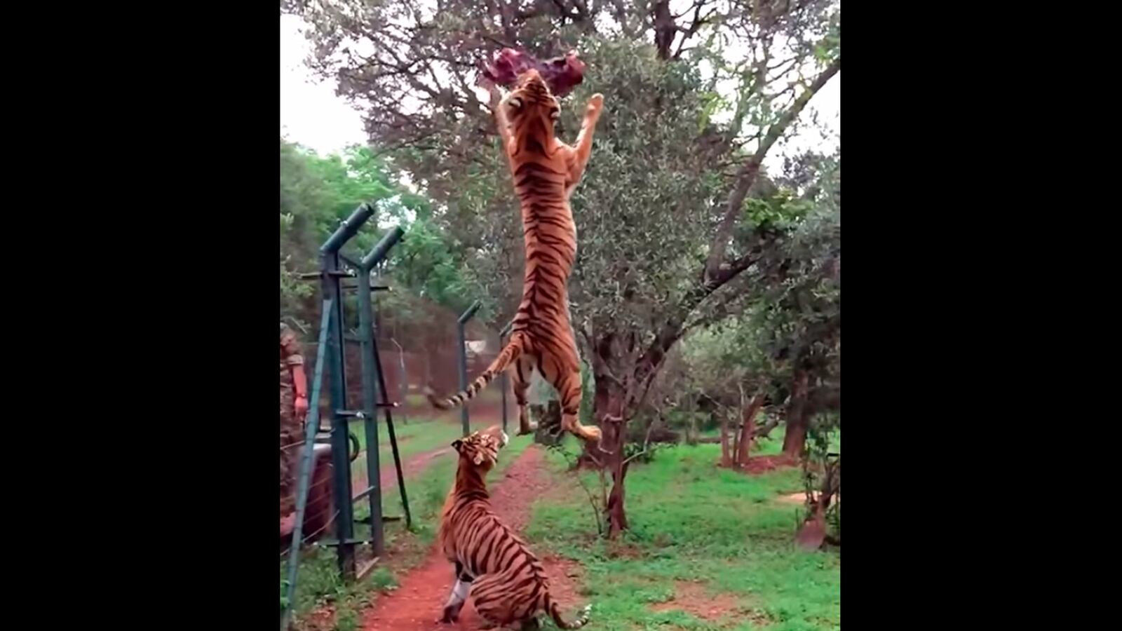 articles/2015/01/02/this-tiger-has-some-serious-ups/this-tiger-has-some-serious-ups-image_kjr5sw