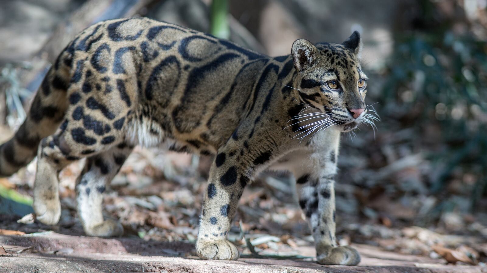 GettyImages-1128240958_b7mcfr